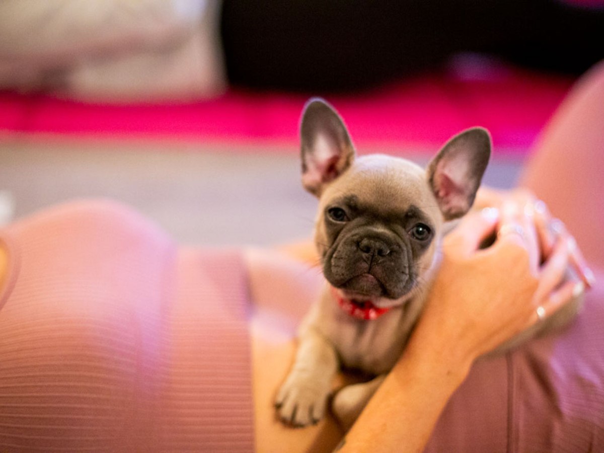 Chase away the January Blues with Puppy Yoga | My Soho Times 